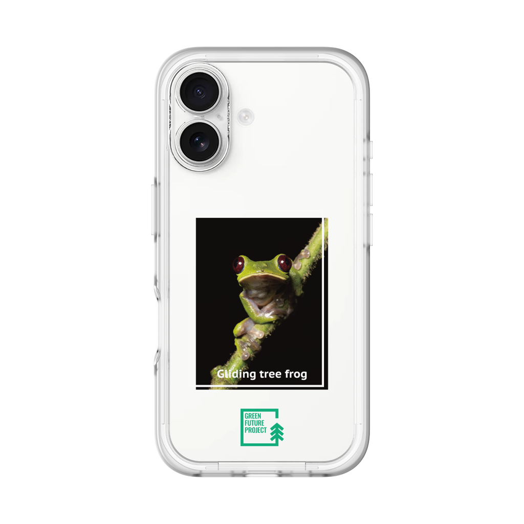 Gliding tree frog