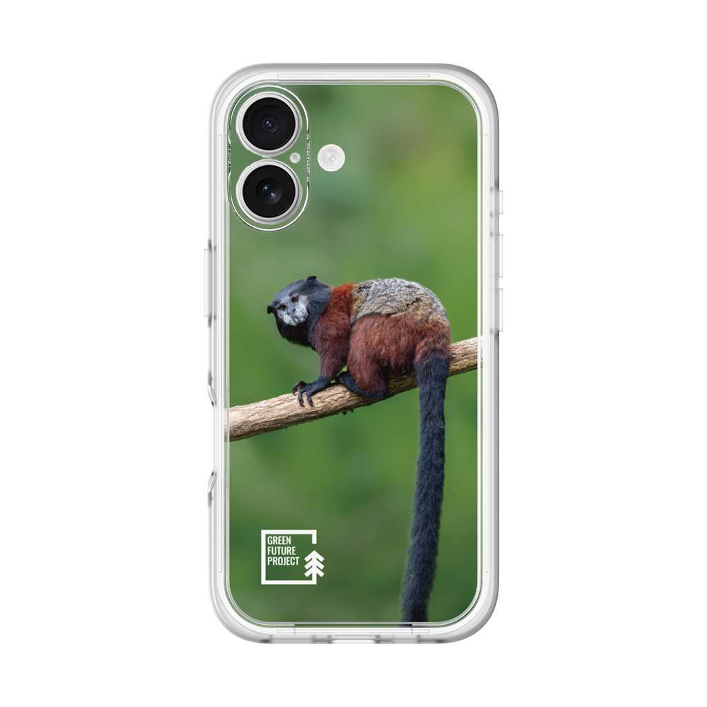 Saddle-backTamarin