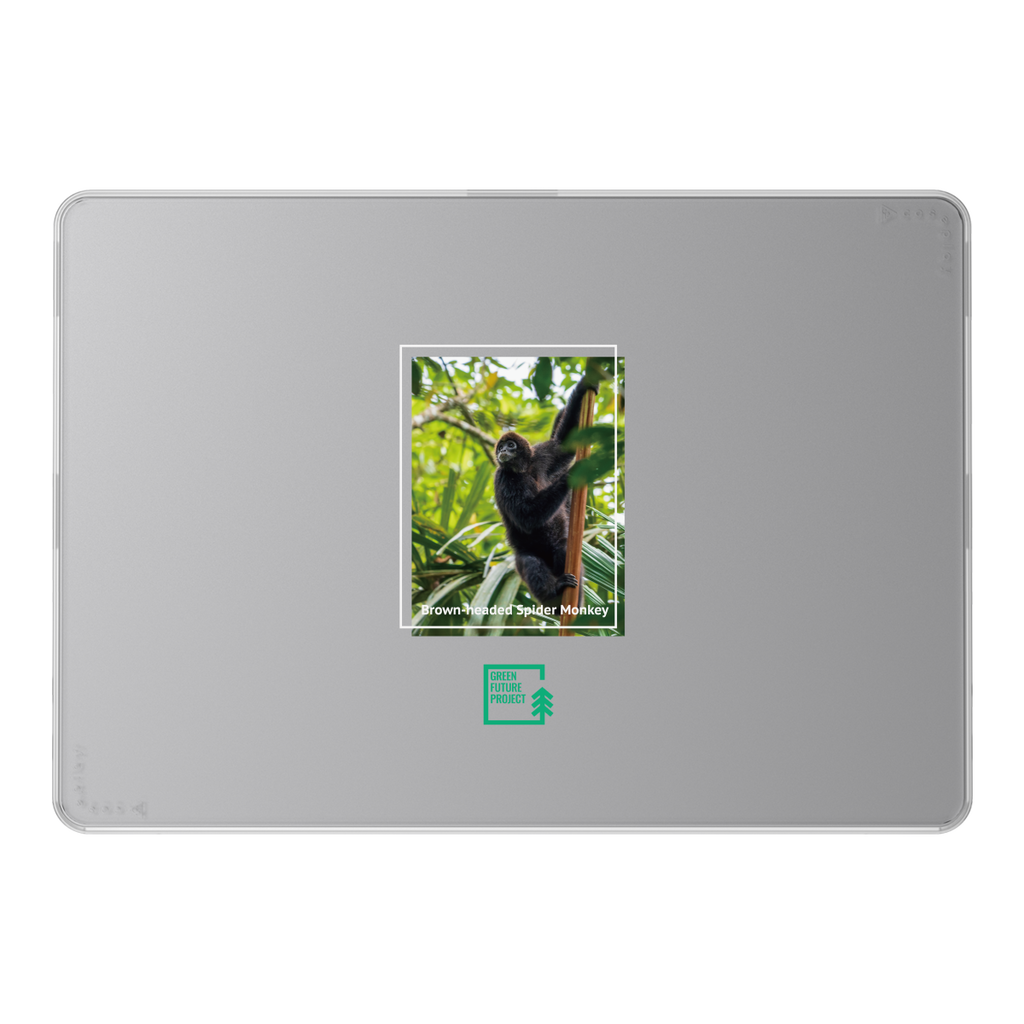 Brown-headed Spider Monkey