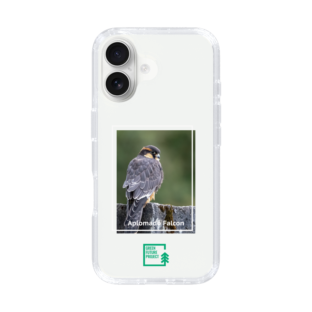 Aplomado Falcon