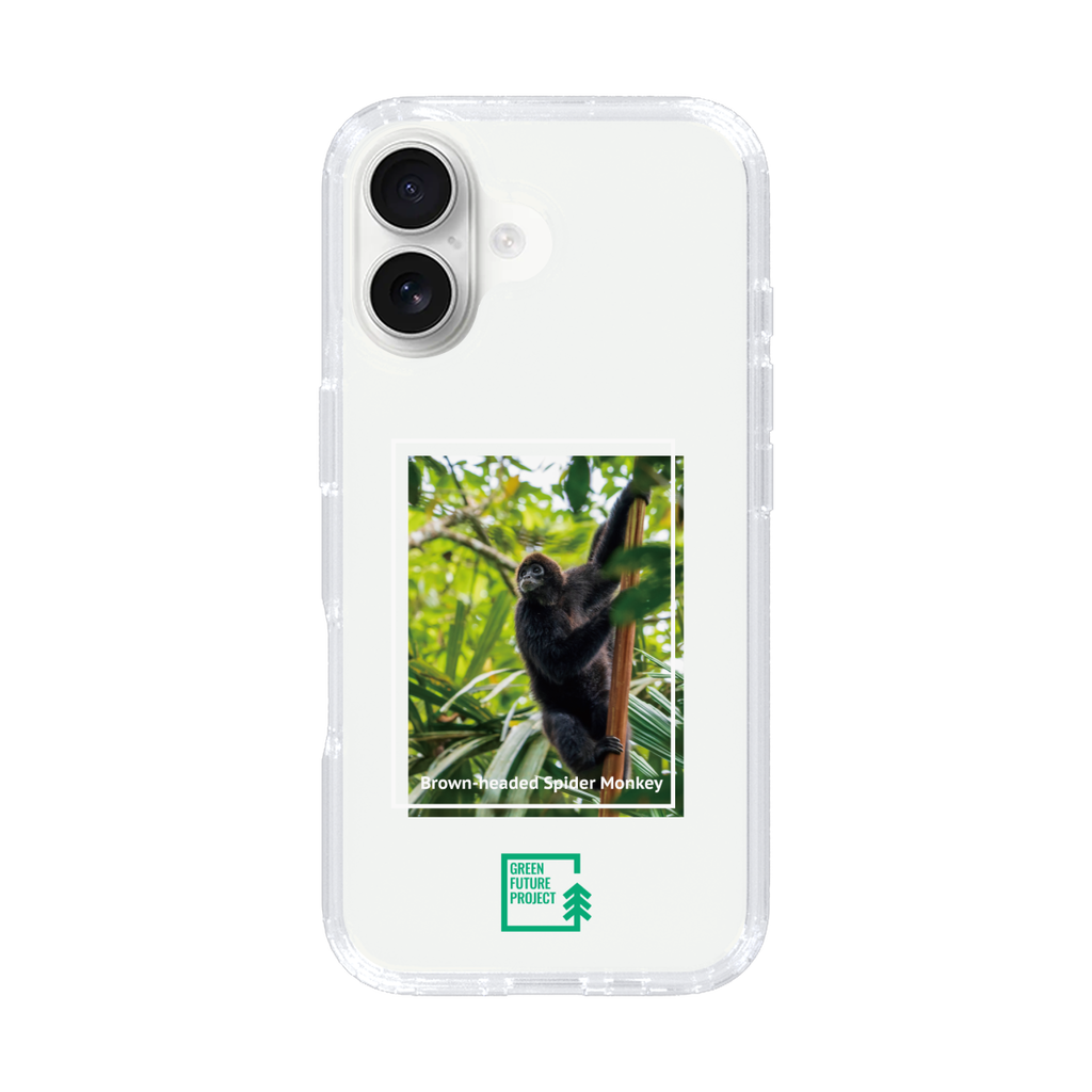 Brown-headed Spider Monkey