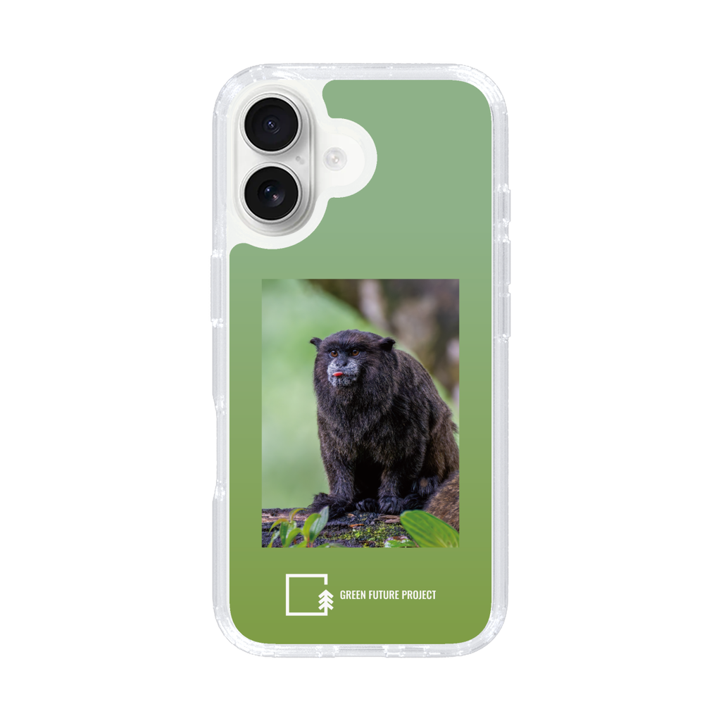 Black-mantled Tamarin